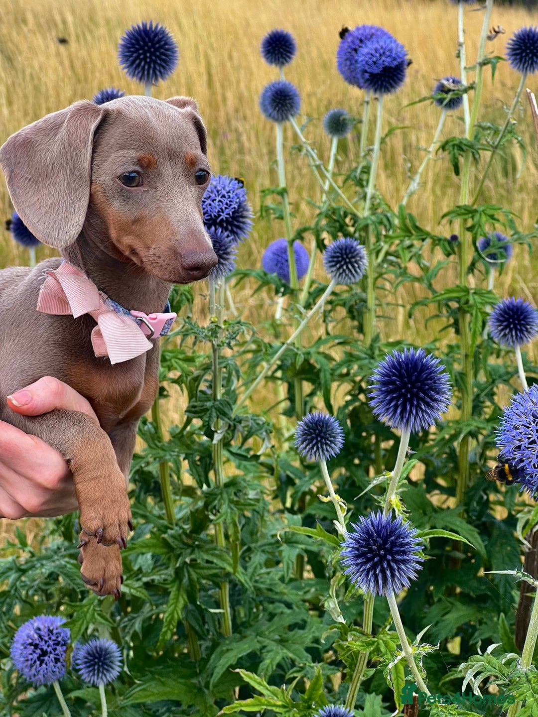 Miniature Dachshund dogs for sale: Miniature Dachshund For Sale - Image 1