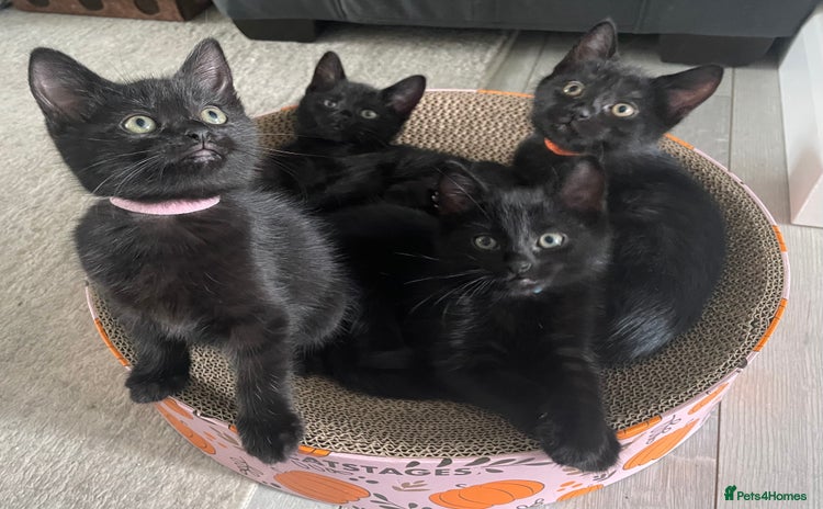 Domestic Shorthair cats - Advert 2