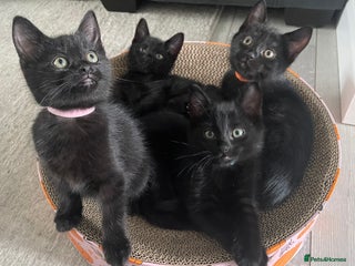 Domestic Shorthair cats - Advert 16