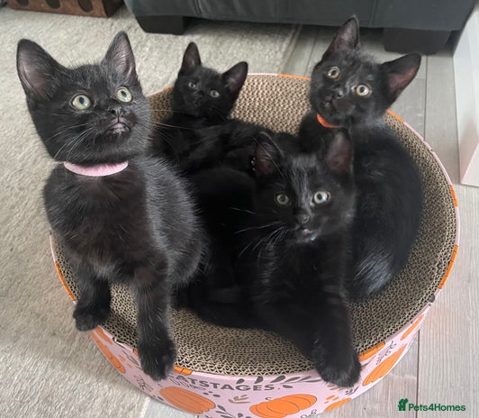 Domestic Shorthair cats - Advert 16