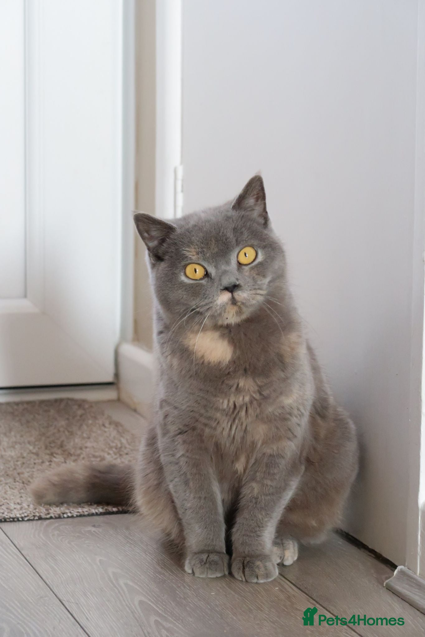 British Shorthair cats Beautiful Blue cream tortie - Advert 9