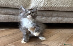 Maine Coon cats for sale: Reduced Pedigree GCCF registered kitten 1.6kg - Image 1