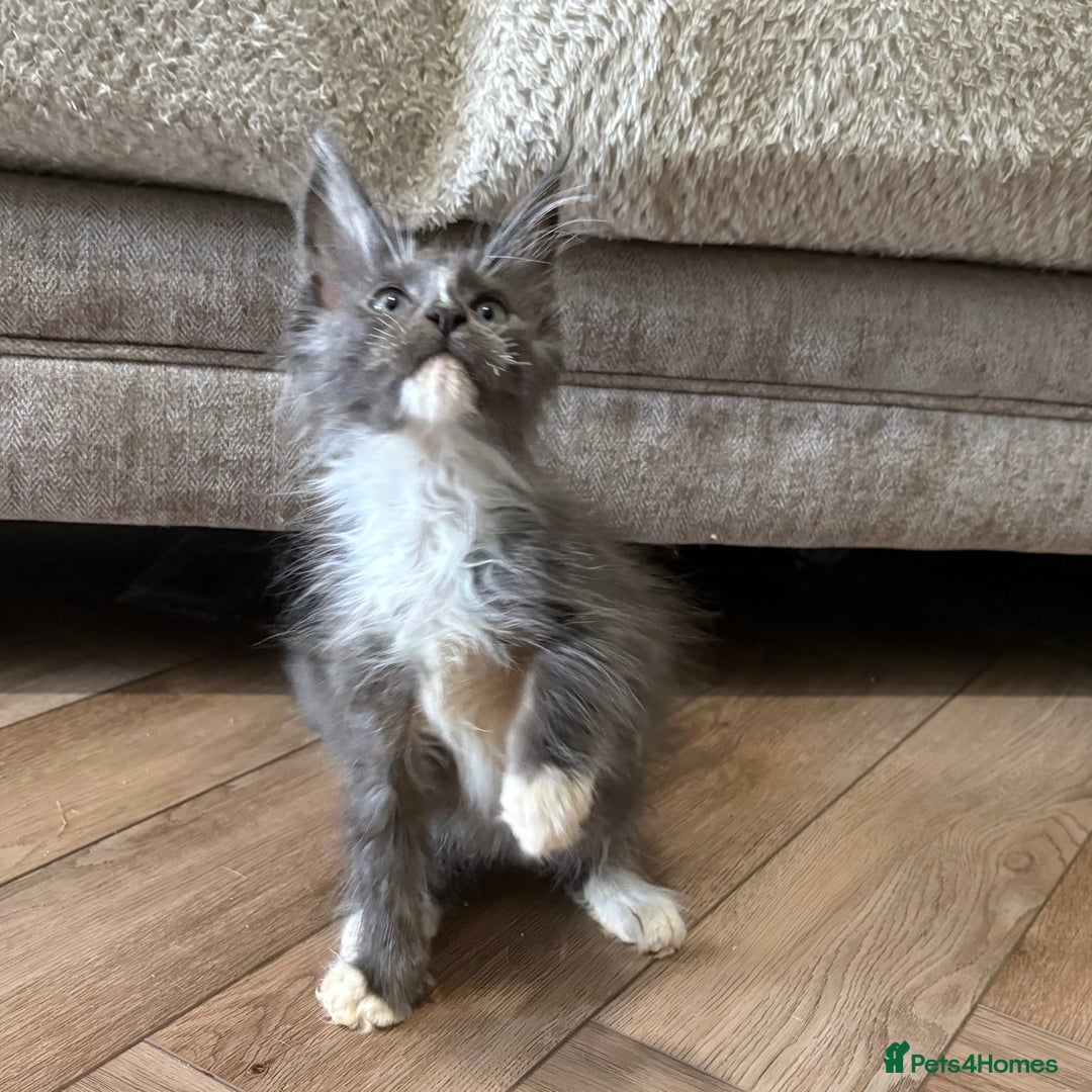 Maine Coon cats for sale: Reduced Pedigree GCCF registered kitten 1.6kg - Image 1