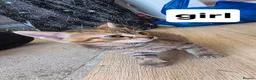 Mixed Breed cats for sale: 3 boys 2 girls kittens  - Advert 3
