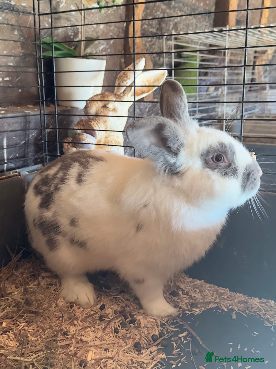 Lionhead rabbits for sale: Extra Special Lionhead Bunnies  - Image 20
