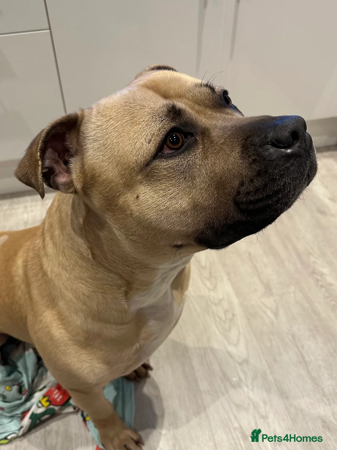 Mixed Breed dogs for sale: URGENT House Trained Staffy x Mastiff MaleRehoming - Advert 2
