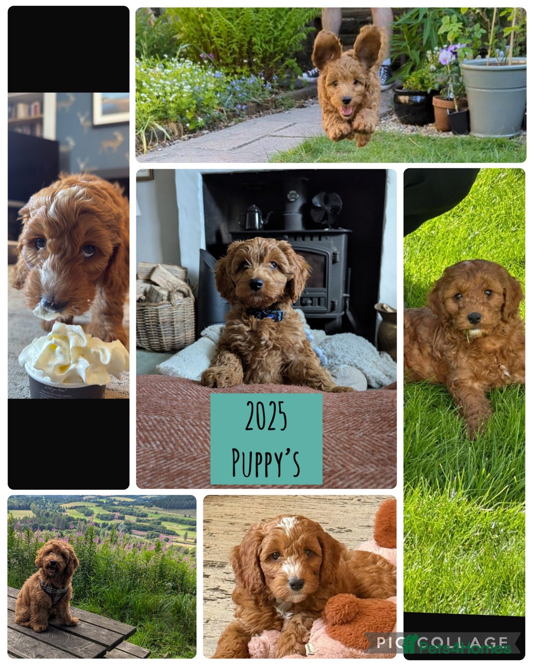 Cockapoo dogs for sale: 🌸Extensively health tested F1 Cockapoo’s🌸 - Image 5