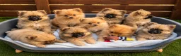 Pomeranian dogs for sale: ✨🐶 9  Beautiful Pomeranian Puppies  - Advert 1