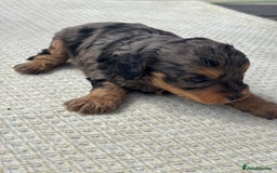 Cavapoo dogs for sale: Toy f1b cavapoo puppies - Image 7