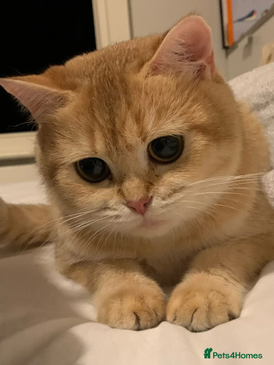 British Shorthair cats for sale: 💐sliver British shorthair 💗🌸 - Advert 6