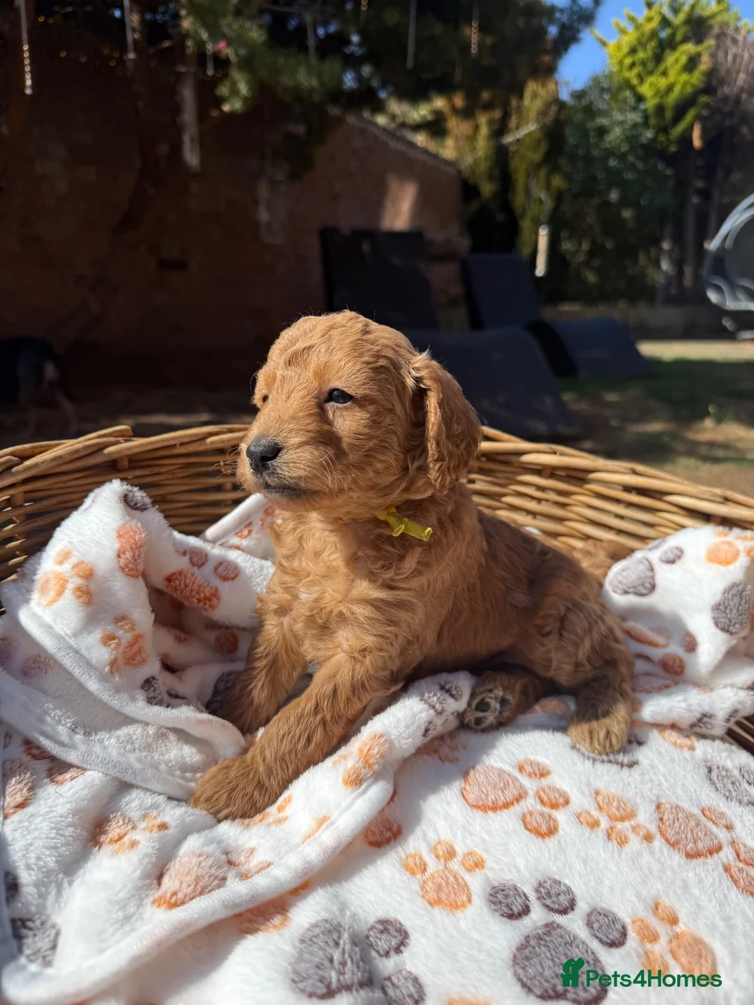 Mini Goldendoodle dogs for sale: Outstanding Goldendoodle puppies  in Whitchurch - Advert 21
