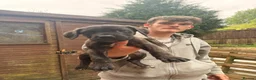 Cane Corso dogs for sale: Cane corso puppies  - Advert 16