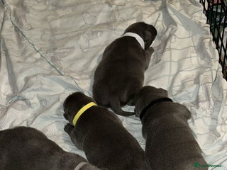 Staffordshire Bull Terrier dogs Blue staffie puppies - Advert 1