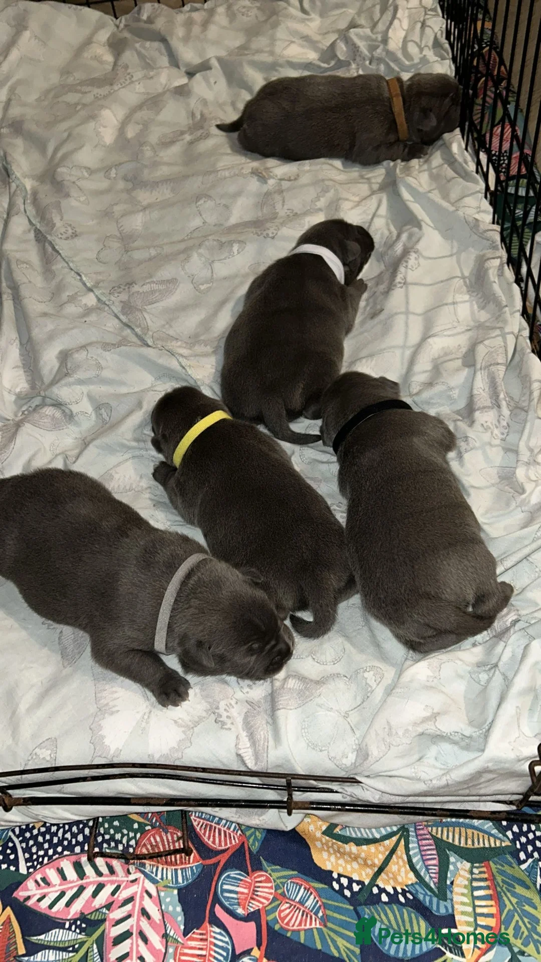 Staffordshire Bull Terrier dogs for sale: Blue staffie puppies   - Advert 2