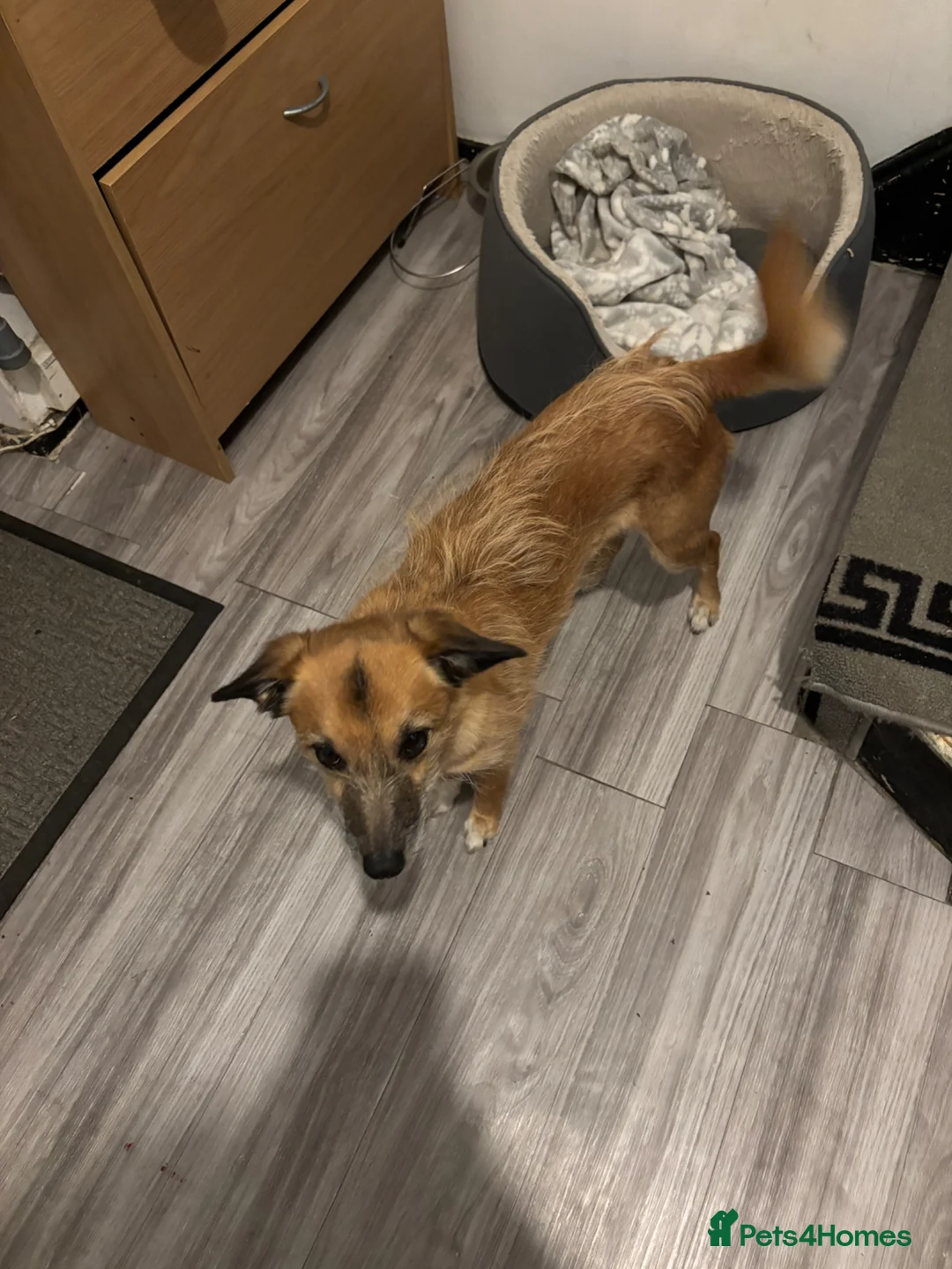 Mixed Breed dogs for sale: Bella  - Advert 2