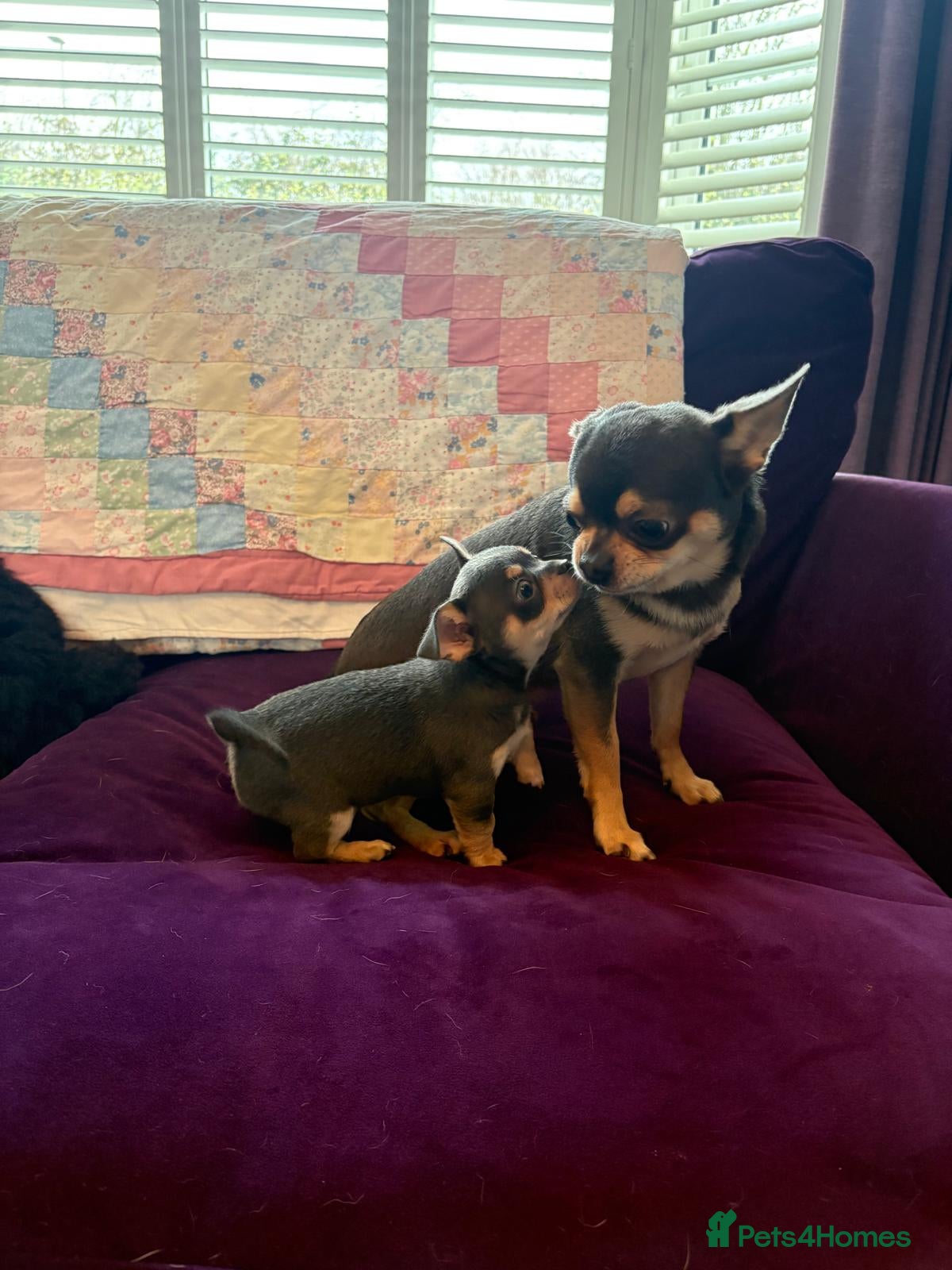 Chihuahua dogs 💛Gorgeous Gilbert💛LAST BOY READY 13/03/26 💛💛💛 - Advert 2