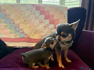 Chihuahua dogs 💛Gorgeous Gilbert💛LAST BOY READY 13/03/26 💛💛💛 - Advert 2