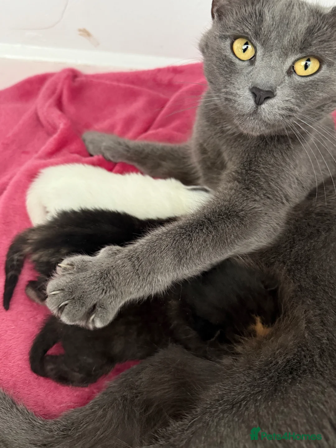 Mixed Breed cats for sale: Russian blue x mixed breed kittens - Advert 1