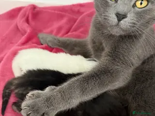 Mixed Breed cats Russian blue x mixed breed kittens - Advert 1