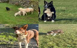 Border Collie dogs for sale: Border collie pups - Image 15