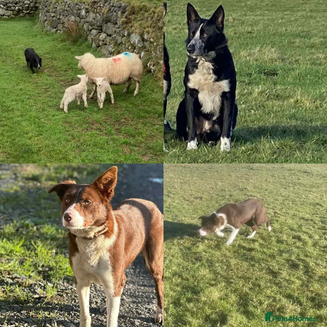 Border Collie dogs for sale: Border collie pups - Image 15
