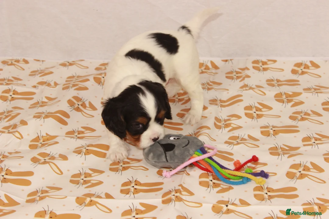 Cavalier King Charles Spaniel dogs for sale: Beautiful two puppies left ready now :)  - Advert 20