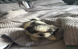Shih Tzu dogs for sale: Shih zhus puppys - Image 6