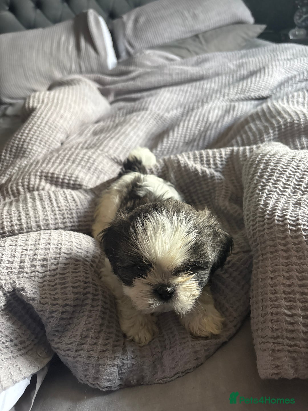 Shih Tzu dogs for sale: Shih zhus puppys - Image 6