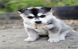 Siberian Husky dogs for sale: Beautiful Male and Female Husky pups  - Image 9