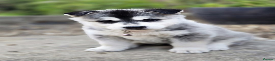 Siberian Husky Puppy 5