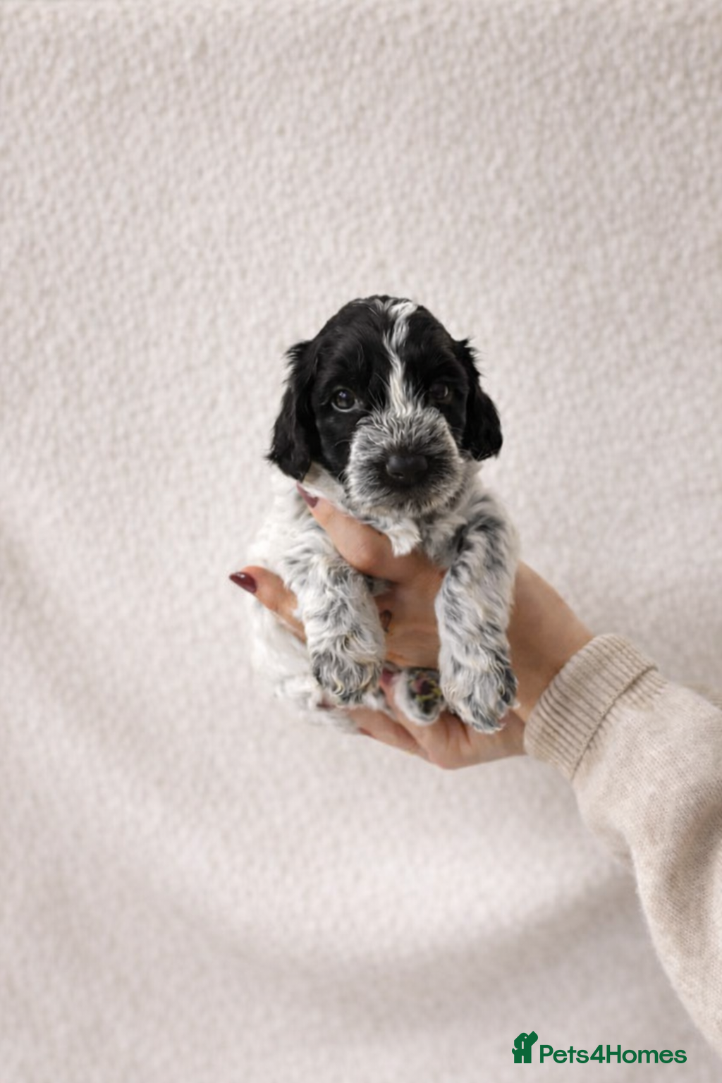 Cockapoo dogs Ready to view 4week old Miniature cockapoo puppies - Advert 15