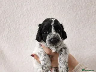 Cockapoo dogs Ready to view 4week old Miniature cockapoo puppies - Advert 15