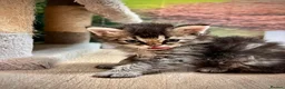 Selkirk Rex cats for sale: Gorgeous Selkirk rex kittens 😻 - Advert 15