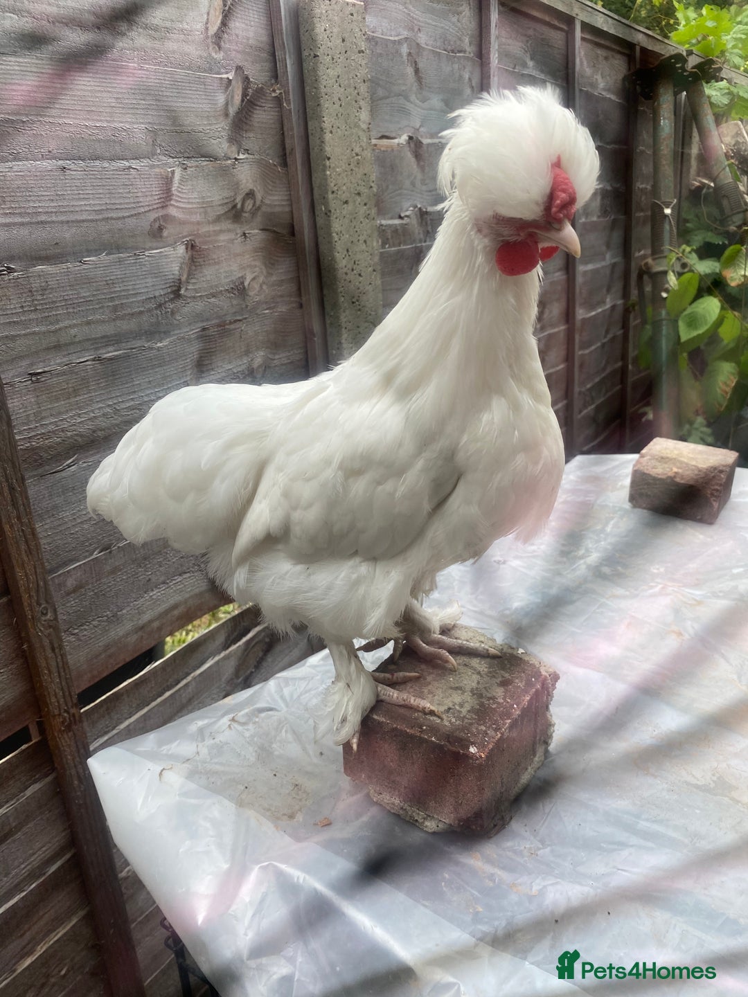 Chickens poultry for sale: Various growers and roos inc sultan, silkie cross  - Image 1