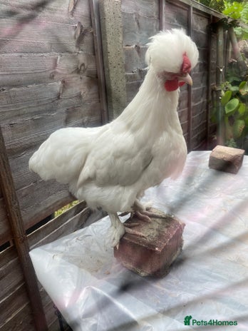Chickens poultry - Advert 14