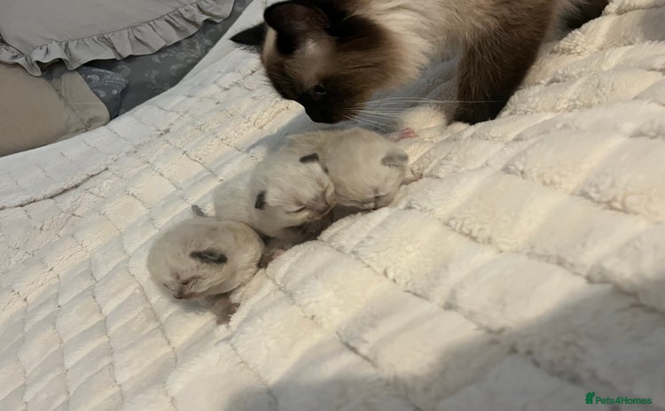 Ragdoll cats - Advert 1