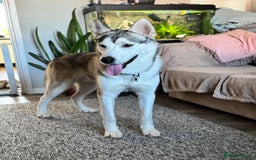 Mixed Breed dogs for sale: Sprollie x husky puppies  - Image 17