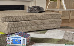 British Shorthair cats for sale: Lovely Luna - British Shorthair - Image 2