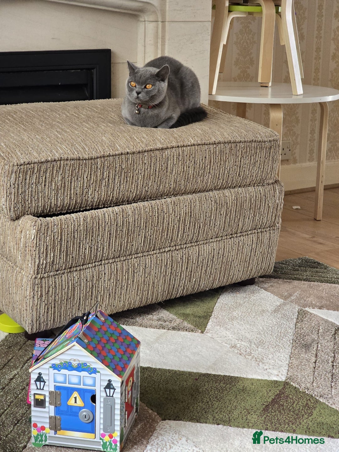 British Shorthair cats for sale: Lovely Luna - British Shorthair - Image 2