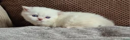 Munchkin cats for sale: Colour pointed, Female munchkin - Advert 7