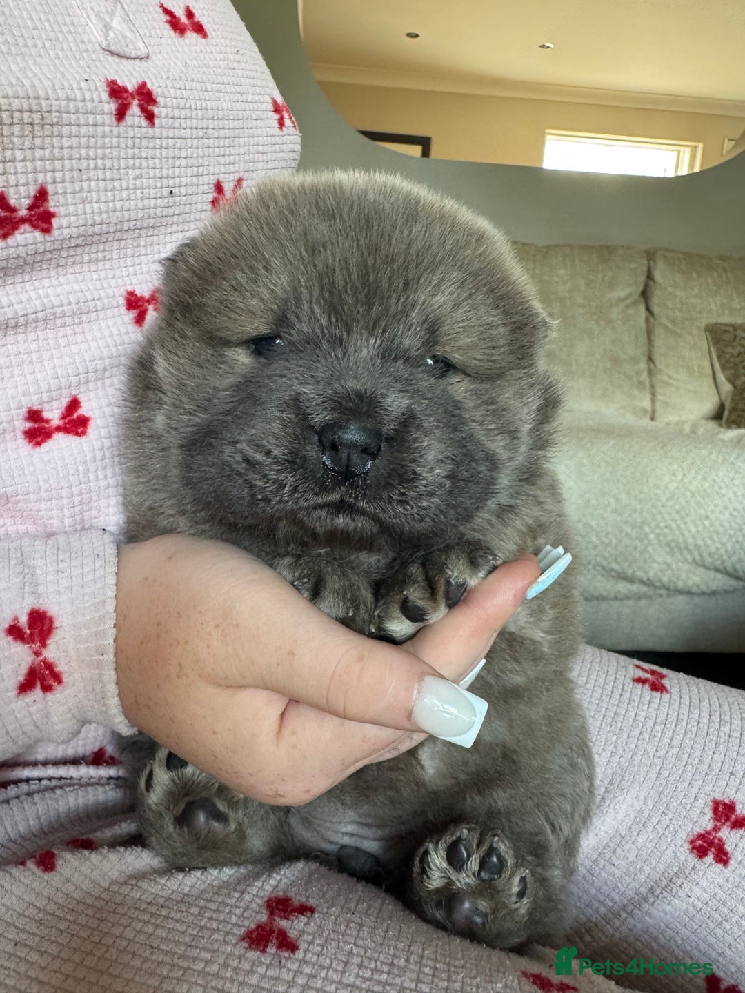 Chow Chow dogs for sale: Show Quality Chows  - Image 13