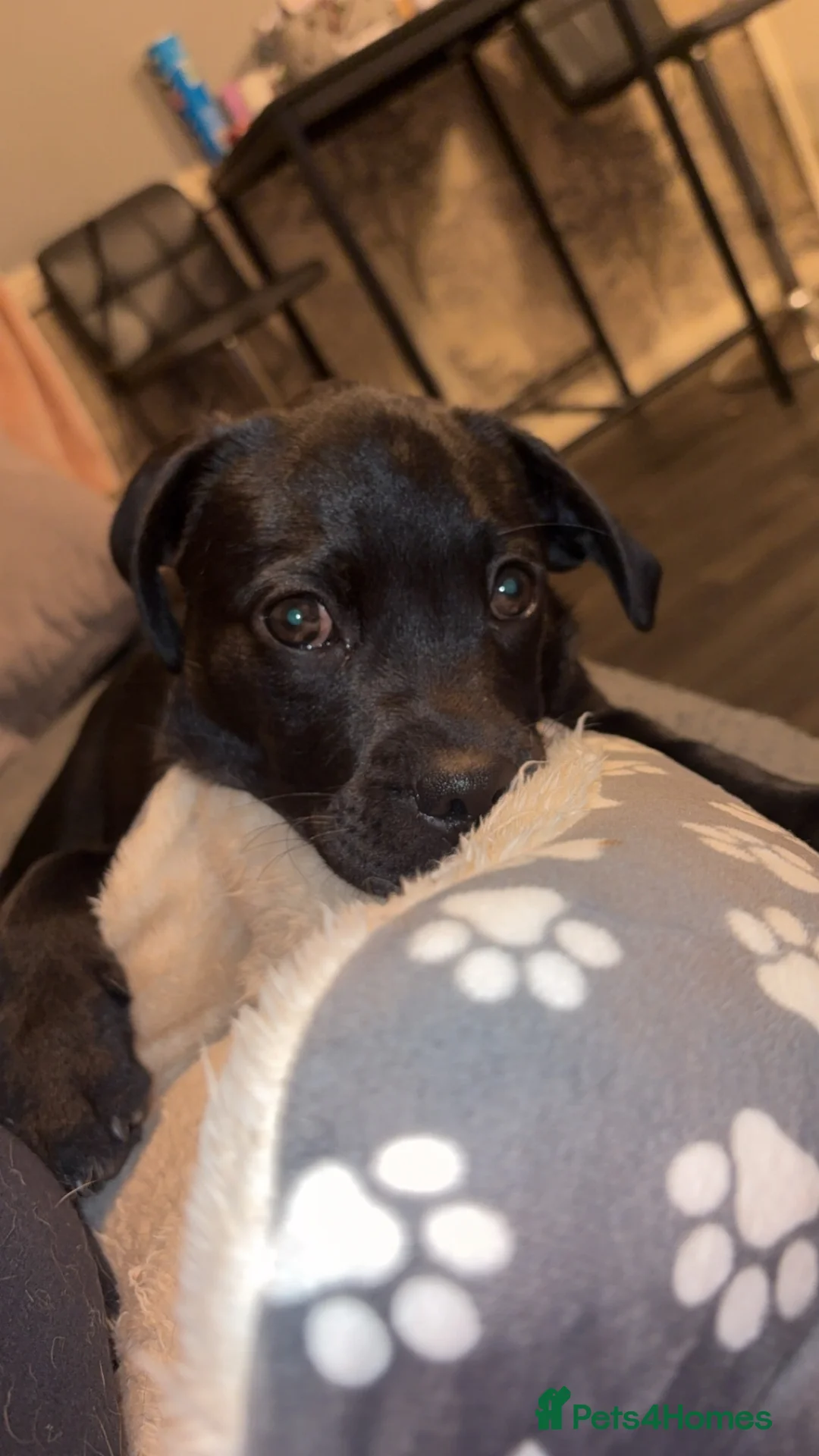 Mixed Breed dogs for sale: Labrador and pug mix 1 year old male - Advert 6