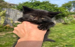 Mixed Breed cats for sale: Moggy kittens (half Mainecoon) - Image 1