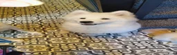 Samoyed dogs for sale: Samoyed puppy for rehoming - Advert 12