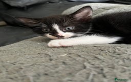 Mixed Breed cats for sale: Scottish fold cross for sale  - Image 9