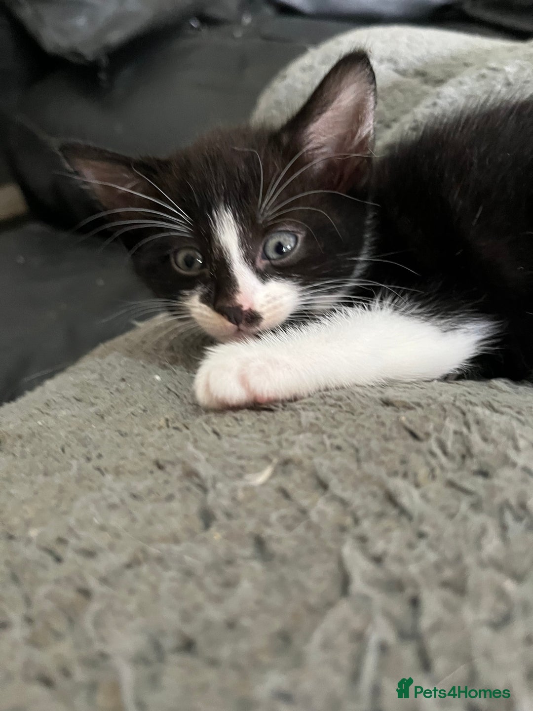Mixed Breed cats for sale: Scottish fold cross for sale  - Image 9