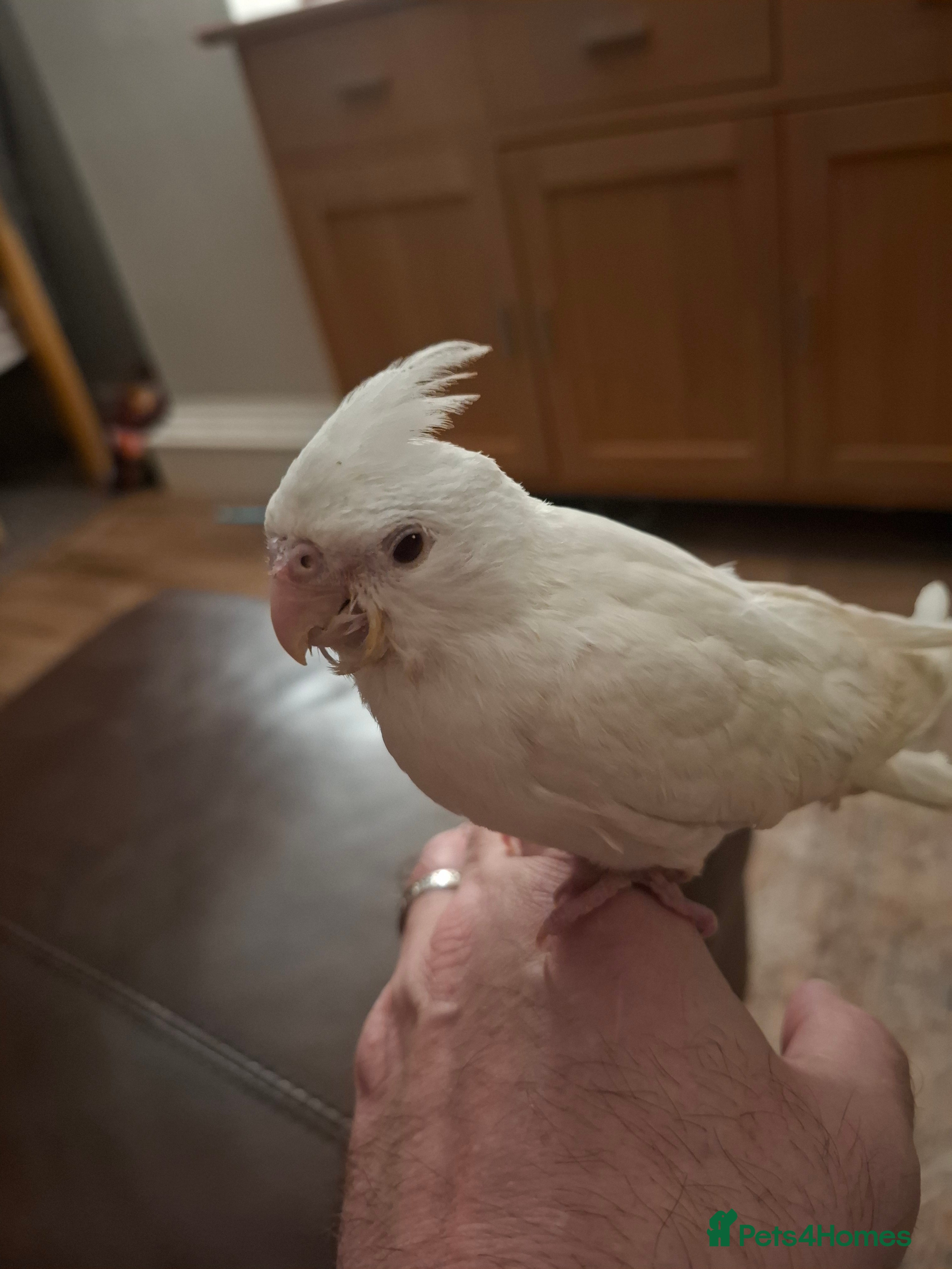 Cockatiels birds Hand Reared Cockatiel - Advert 1