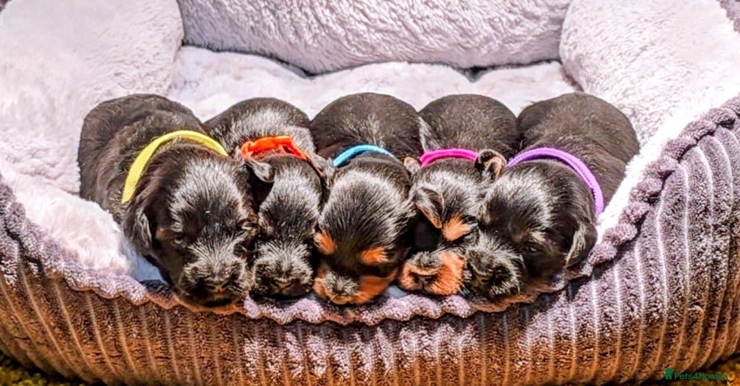 Yorkiepoo dogs for sale: GENUINE F1 YORKIEPOO PUPPIES  - Advert 4