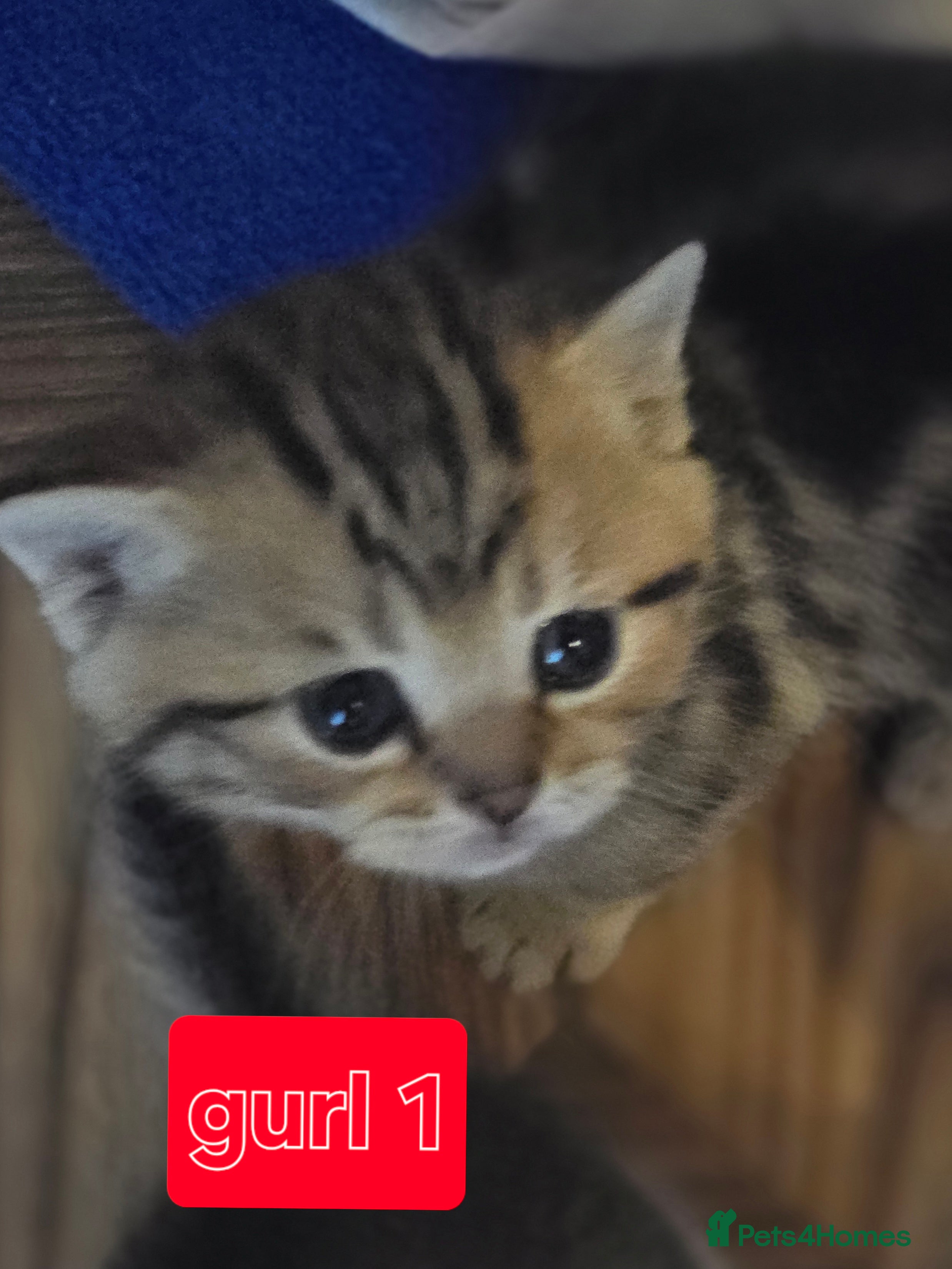 British Shorthair cats 🥰Rare colours of British kittens, reservations🤩 - Advert 1