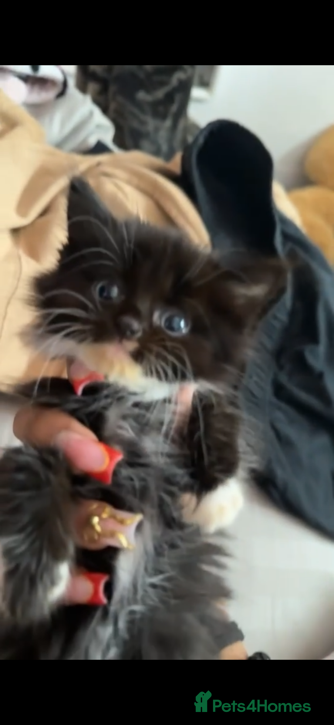 Mixed Breed cats for sale: Fluffy kittens - Image 17